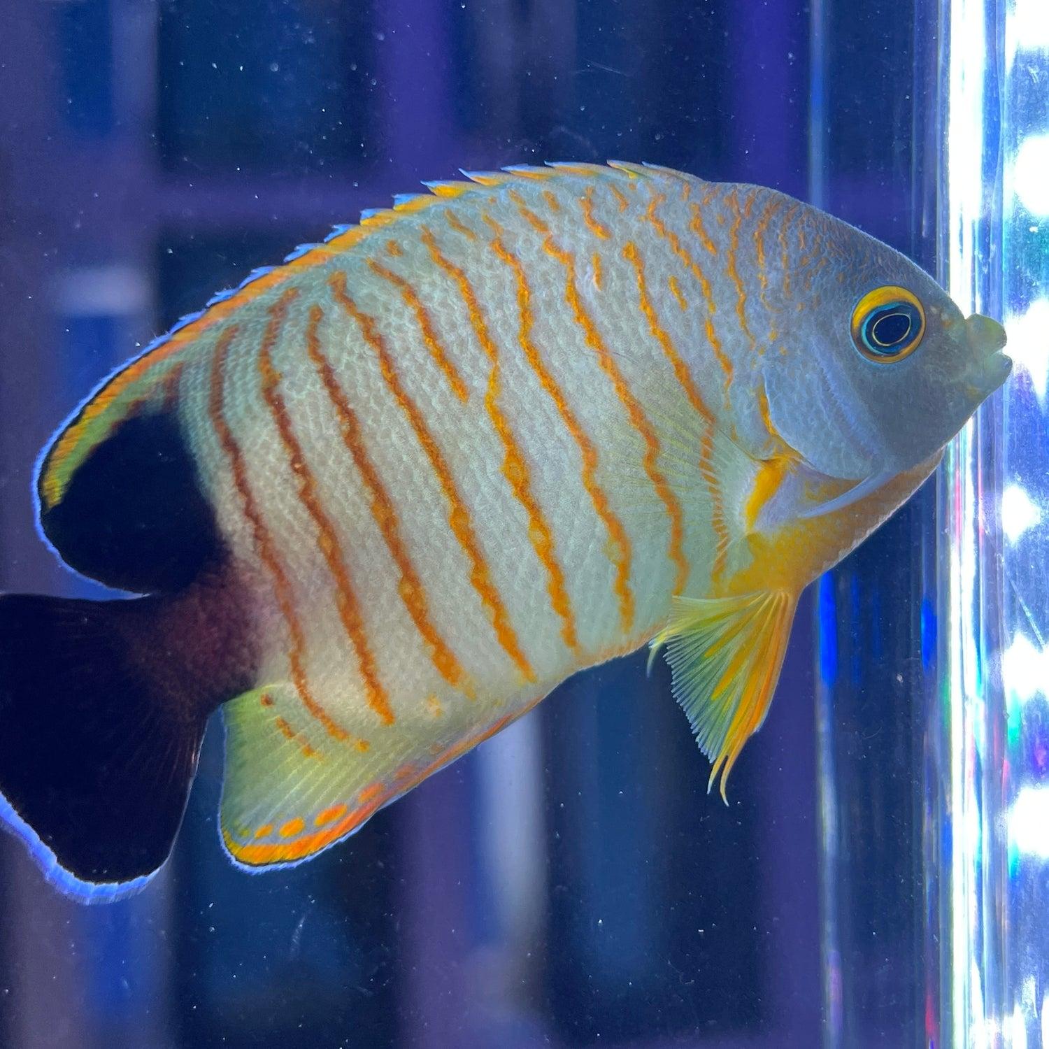 Pomčík Eiblův (Centropyge eibli)