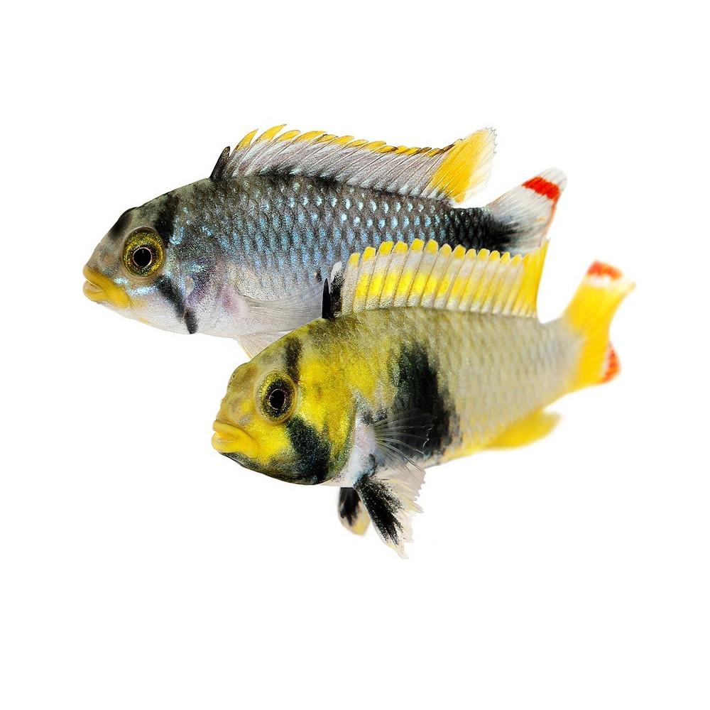 Cichlidka Pandurova 3 cm (Apistogramma panduro)
