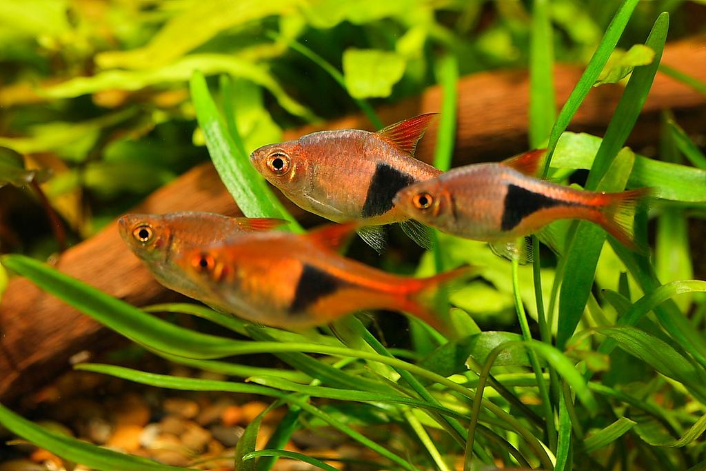Razbora klínoskvrnná 2,5cm (Trigonostigma heteromorpha)
