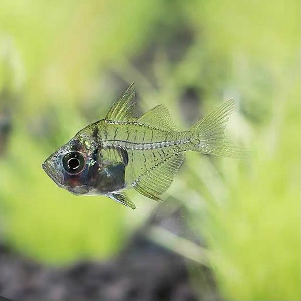 Okounek indický 1,5cm (Parambassis ranga 1,5 cm)