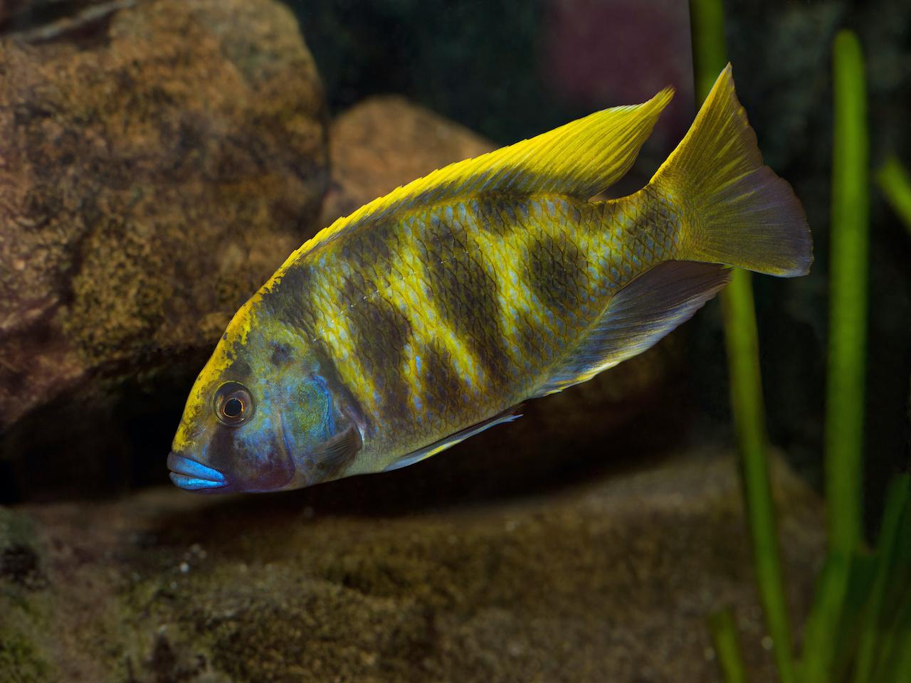 Tlamovec 4cm (Nimbochromis venustus)