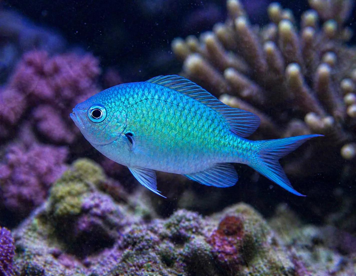Sapínek zelený (	Chromis viridis)
