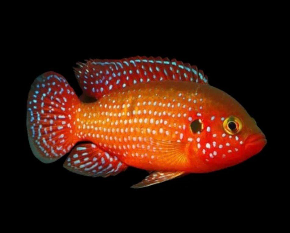 Perlovka červená 5cm (Hemichromis lifalili)