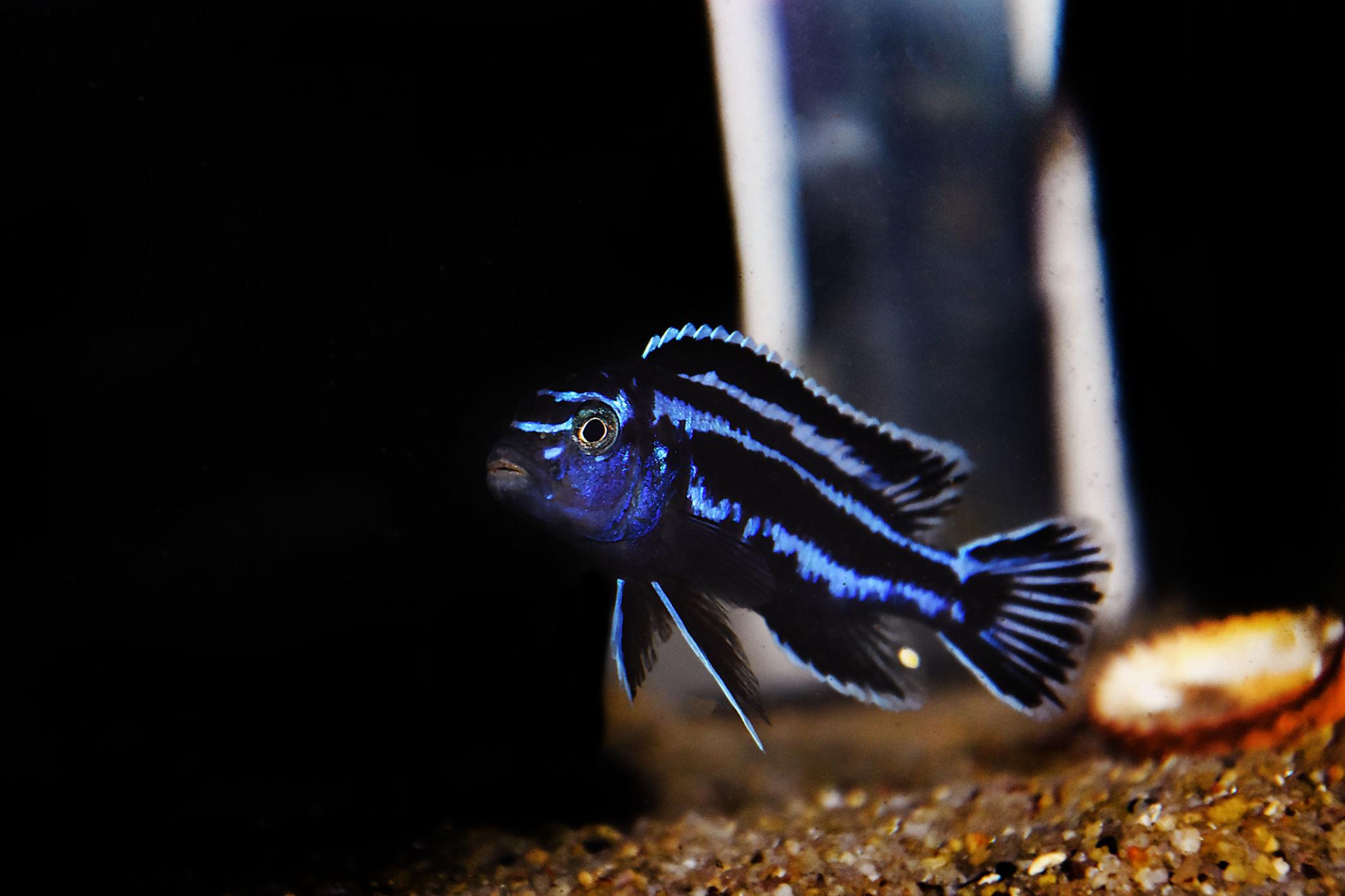 Tlamovec 5cm (Melanochromis maingano)