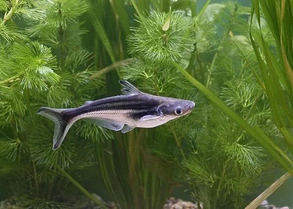 Sumeček žraločí 4cm (Pangasius sutchi)