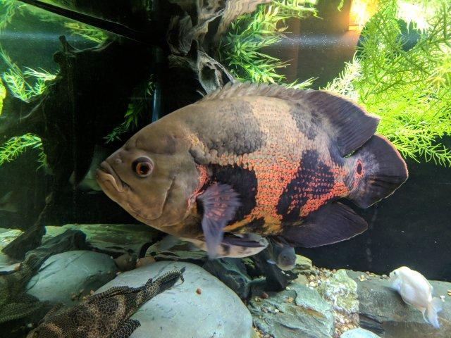 Vrubozubec paví 6-7cm (Astronotus ocellatus)
