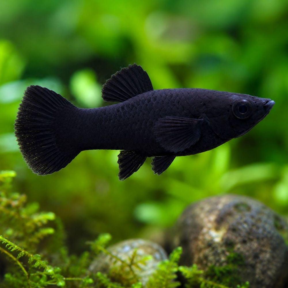Molly black 3,5cm (Poecilia sphenops)