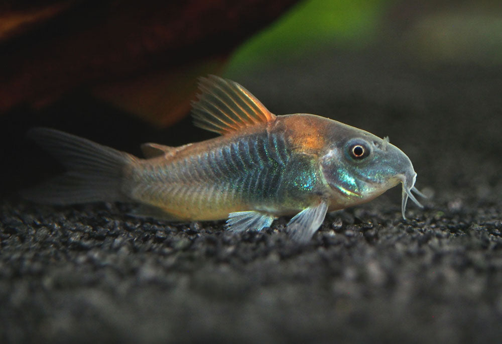 Pancéřníček zelený 2,5cm (Corydoras schultzei)