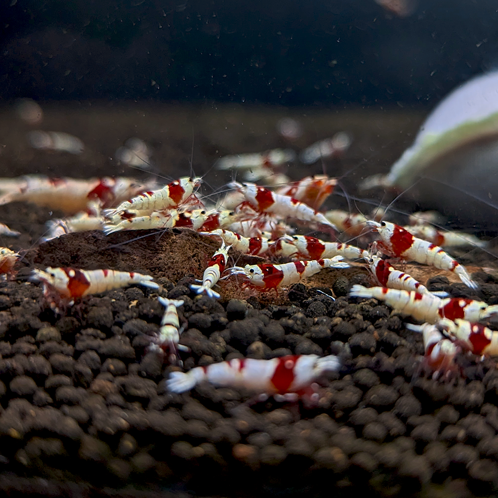 Krevetka Crystal red 1-1,5 cm (Caridina logemanni)