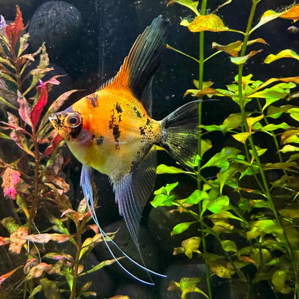 Skalára red koi 3,5cm (Pterophyllum scalare red koi)