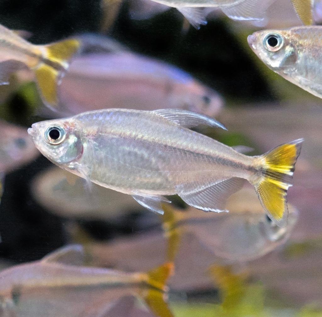 Afrotetra 4-5cm (Alestopetersius caudalis)