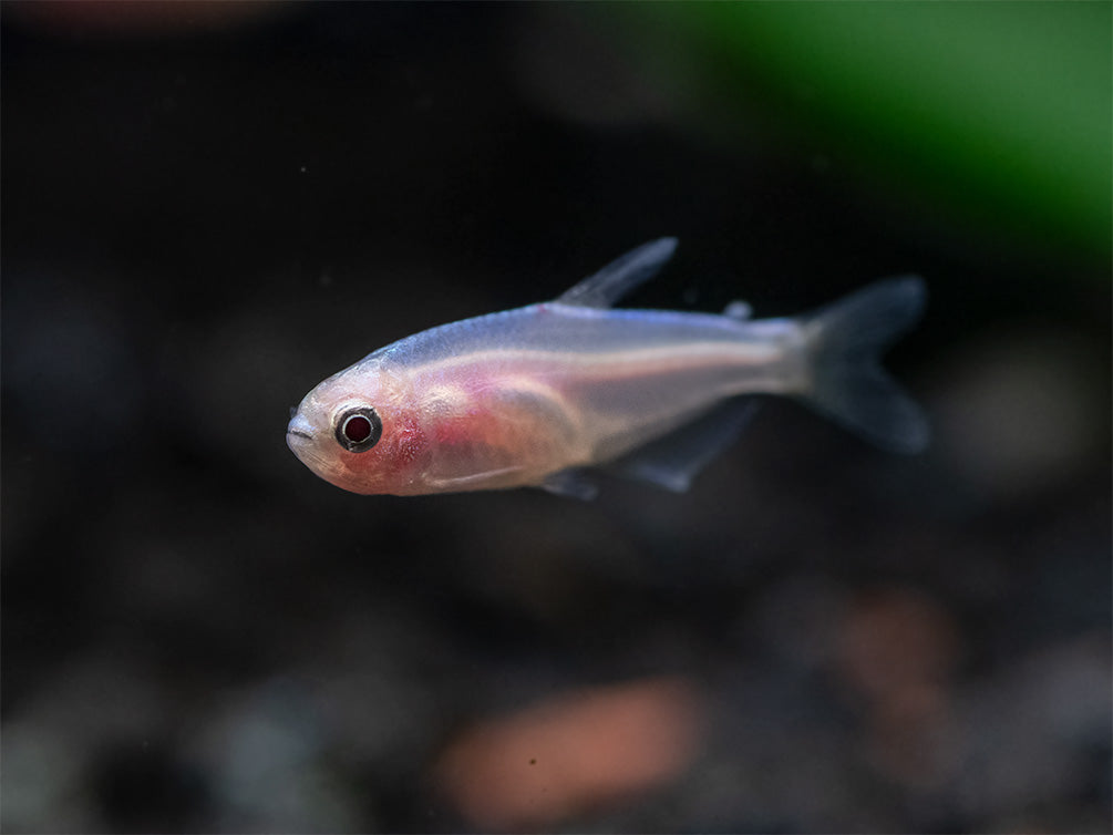 Tetra královská zlatá (Inpaichthys kerri gold 3 cm)