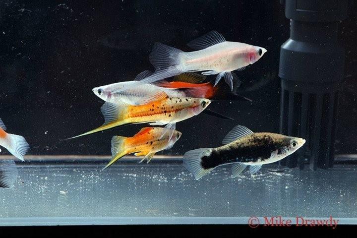 Mečovka  mix barev 4cm (Xiphophorus hellerii mix)