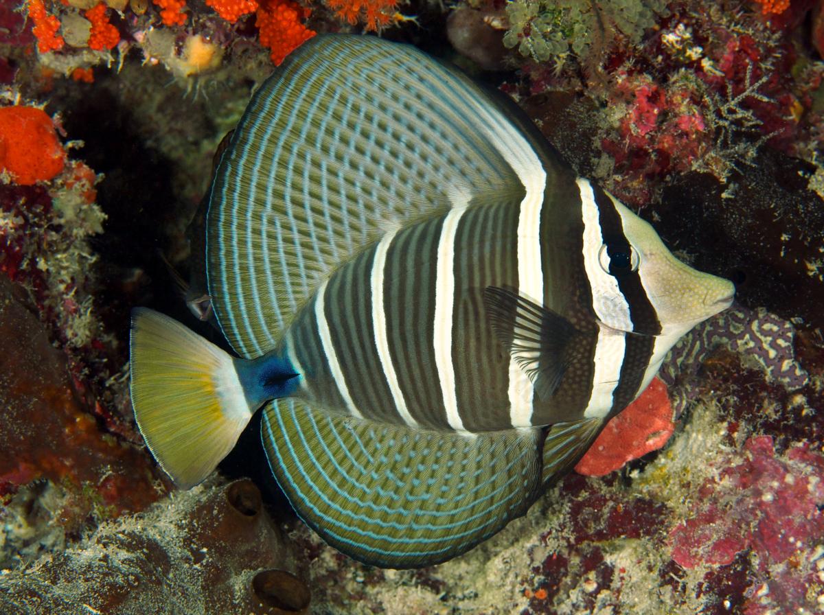 Bodlok plachetníkový (Zebrasoma veliferum)