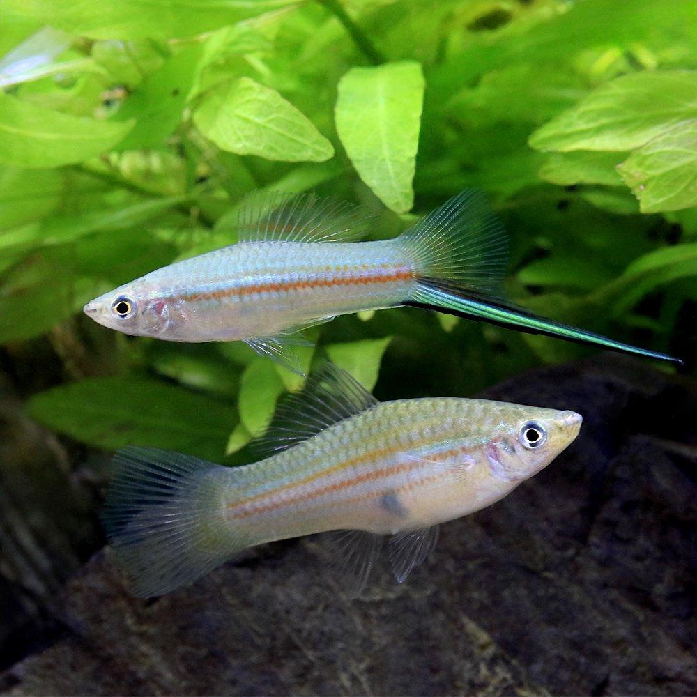 Mečovka  zelená 4cm (Xiphophorus hellerii)