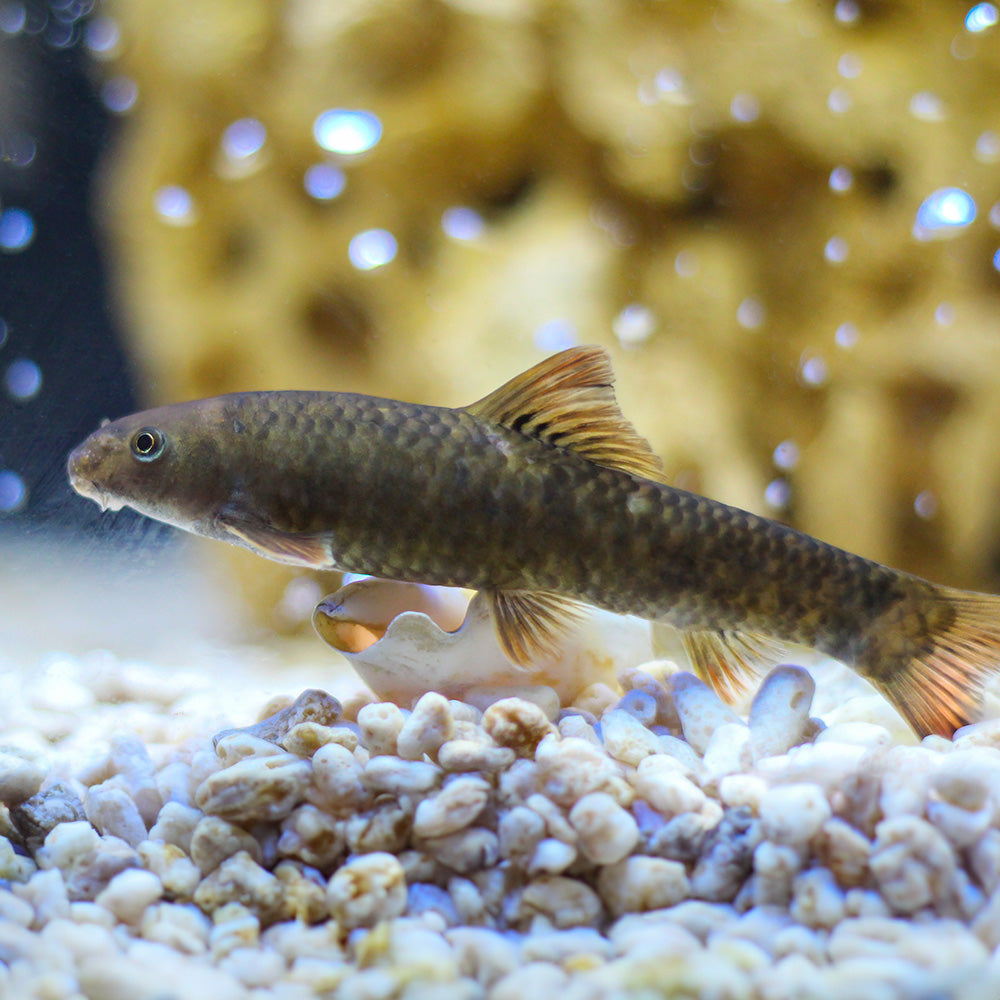 Garra rufa 3cm (Garra rufa)