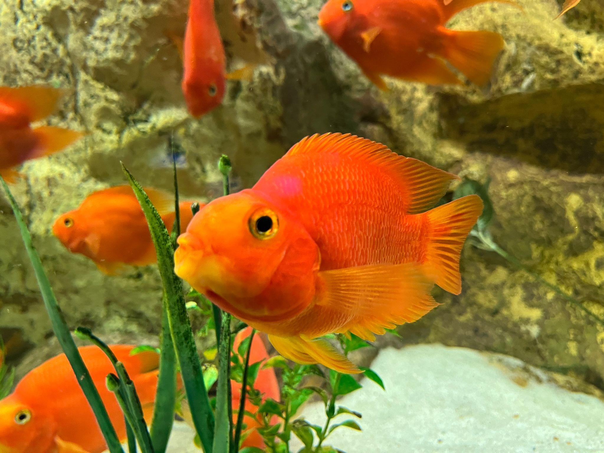 Parrot cichlid 4-5 cm (Amphilophus citrinellus hybrid)