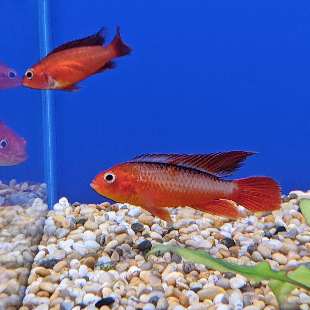 Cichlidka Agassizova fire 4cm (Apistogramma agassizii)