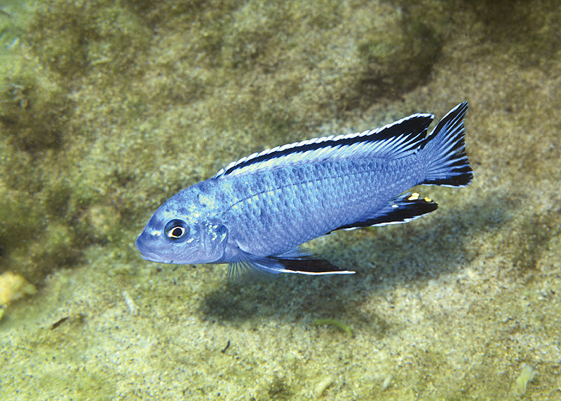 Tlamovec 4cm (Chindongo socolofi)