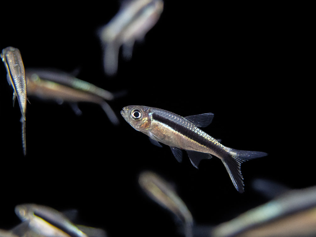 Tetra křivopruhá 3cm (Thayeria boehlkei)