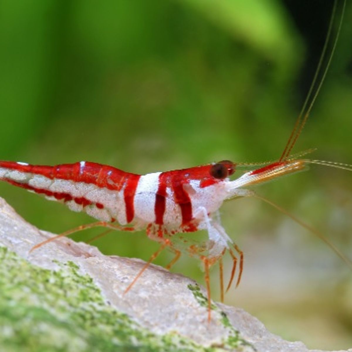 Krevetka Harlequin  1-1,5 CM ( Caridina cf. spongicola)