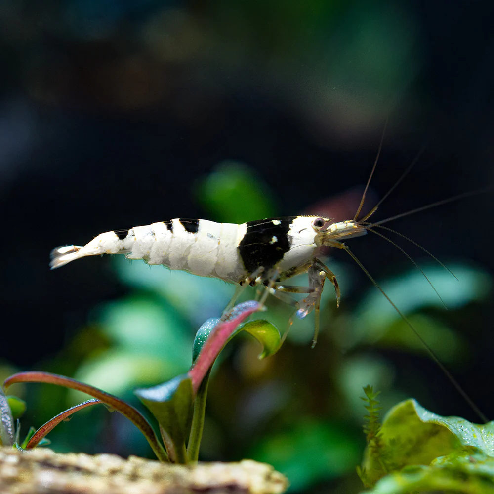 Krevetka Crystal Black 1-1,5 cm (Caridina logemanni)