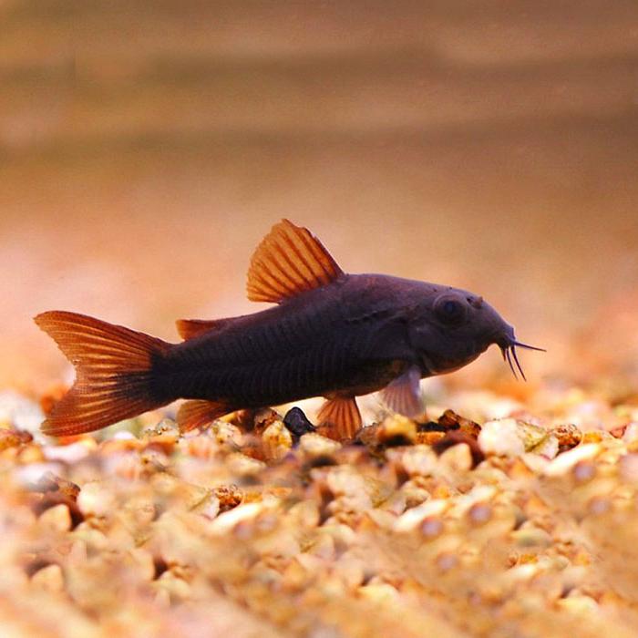Pancéřníček black Venezuela 2,5-3cm (Corydoras sp. Black Venezuela)