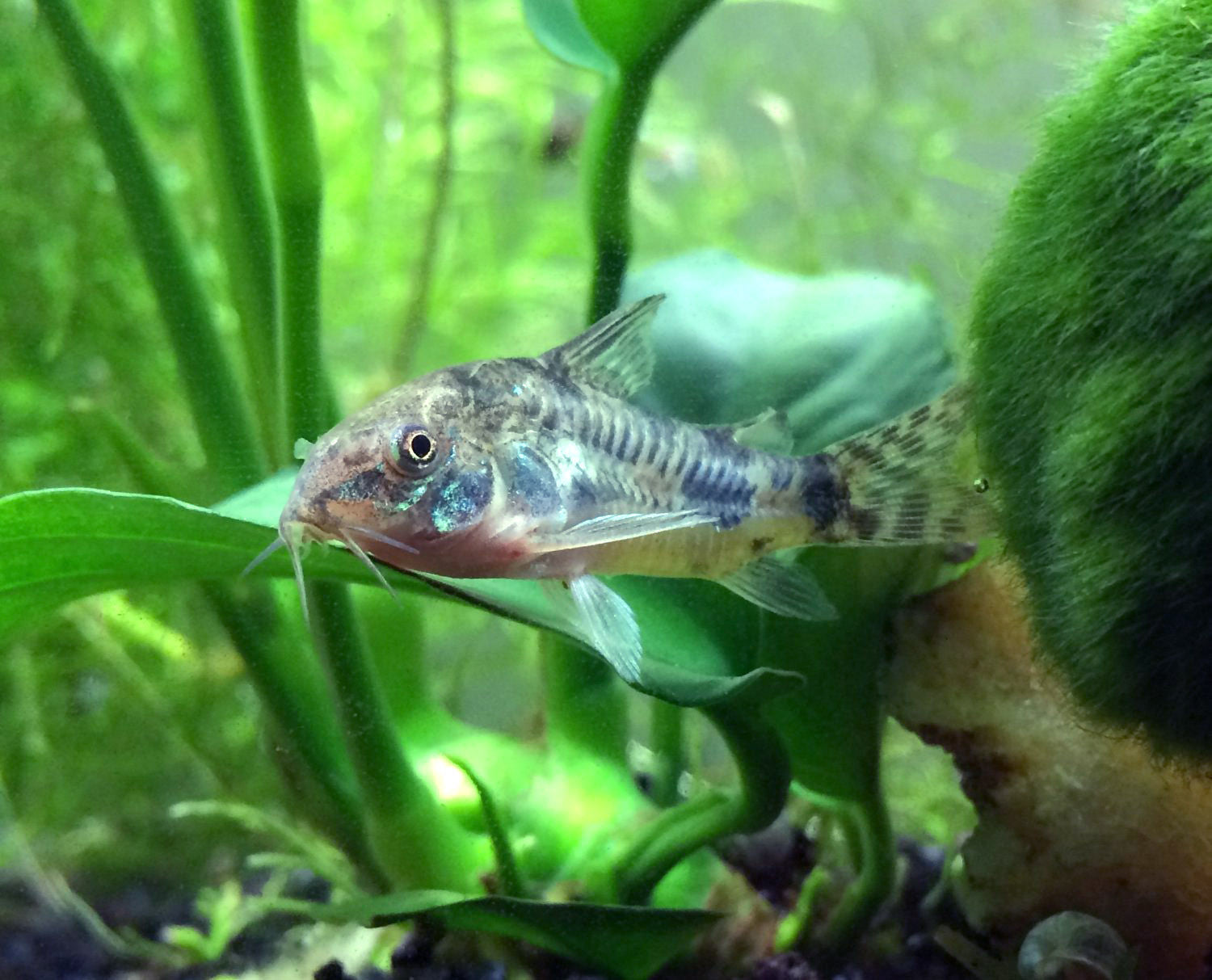 Pancéřníček skvrnitý 2,5cm (Corydoras paleatus)