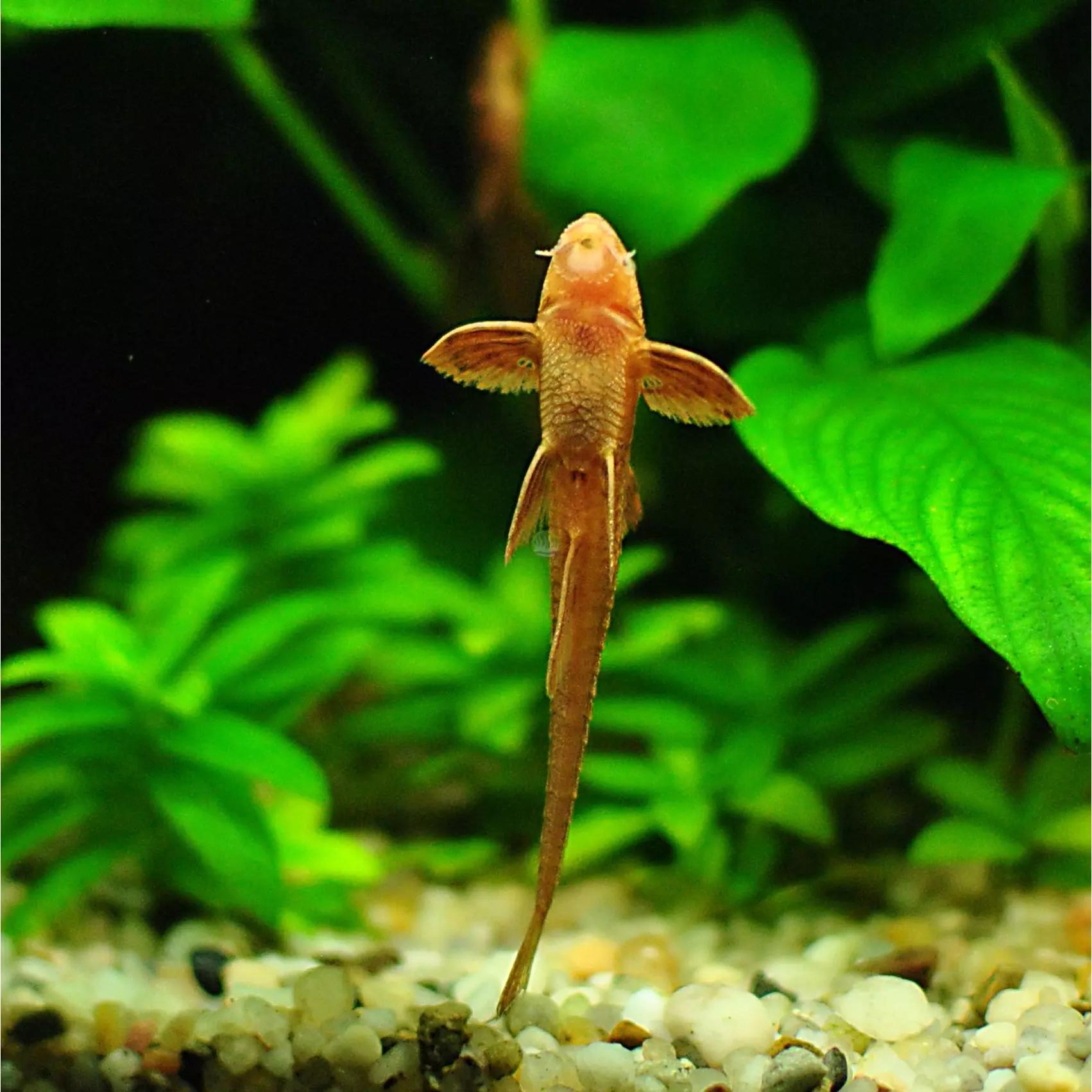 Loricalia filamentosa 4cm (Rineloricaria filamentosa)