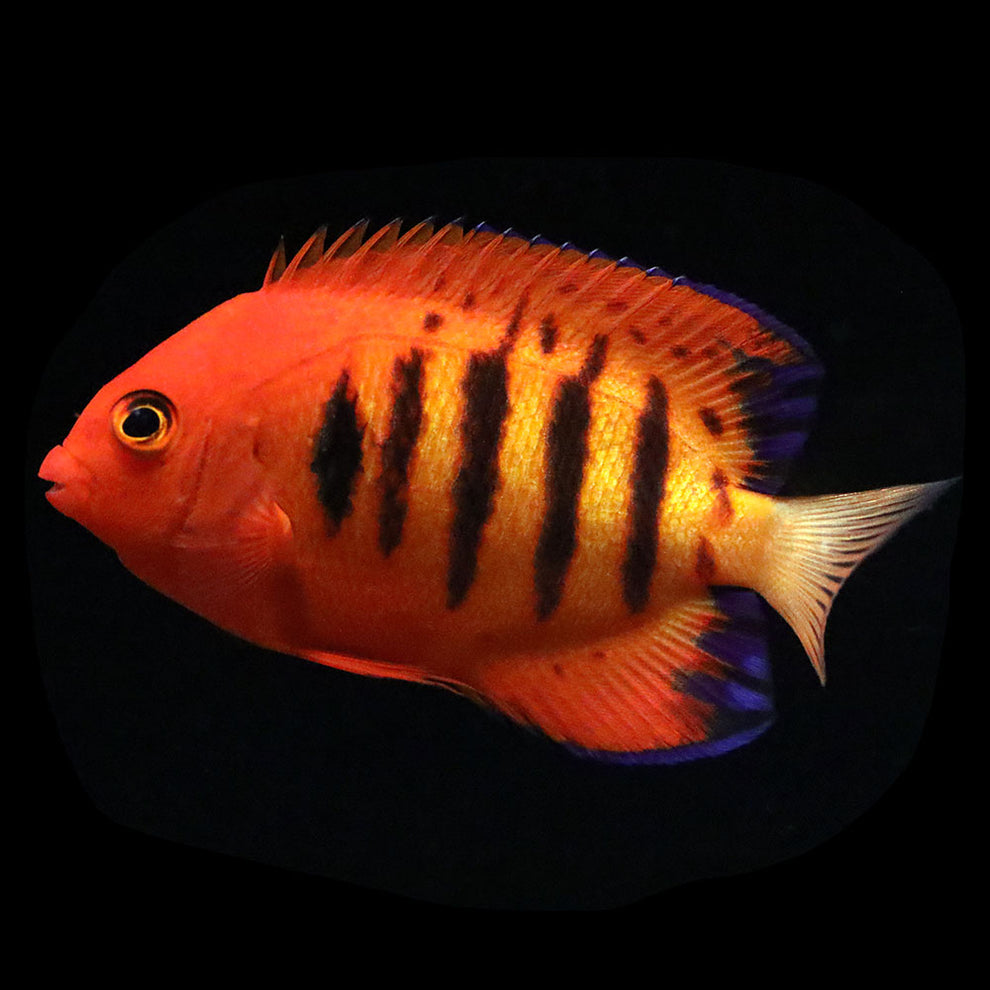 Pomčík ohnivý (Centropyge loricula)