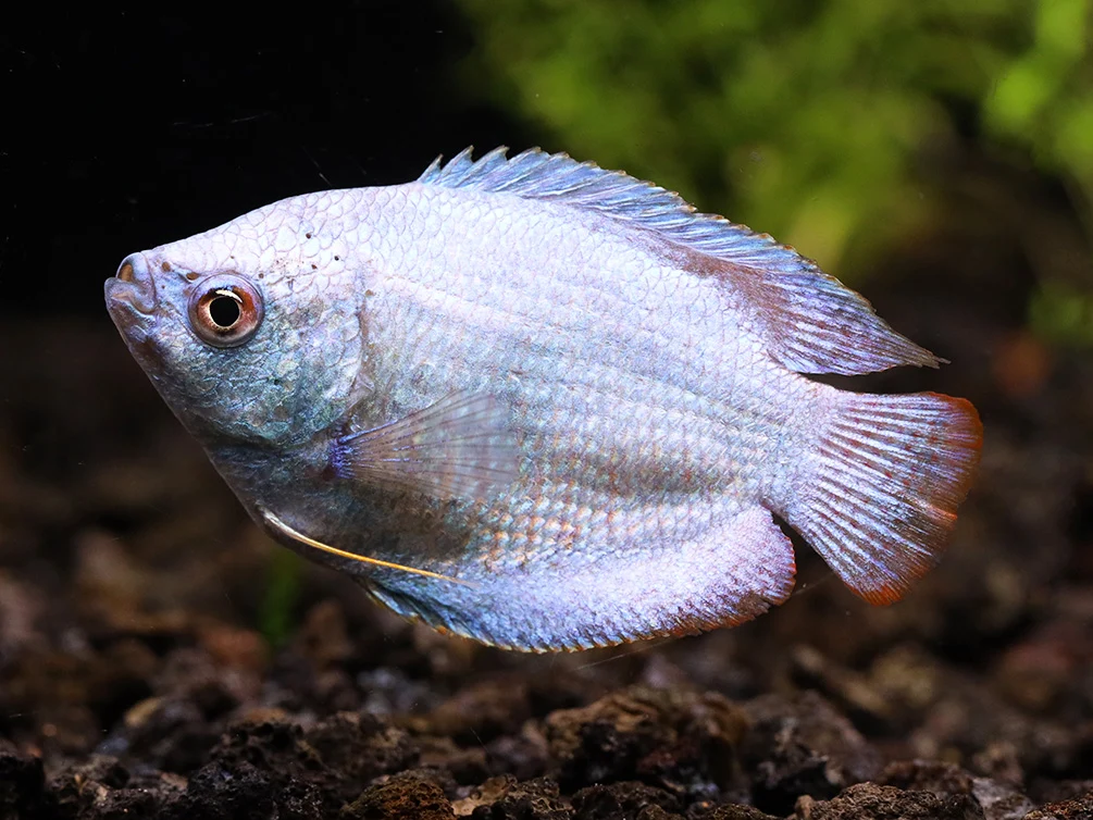Čichavec zakrslý modrý 5cm (Trichogaster lalius)