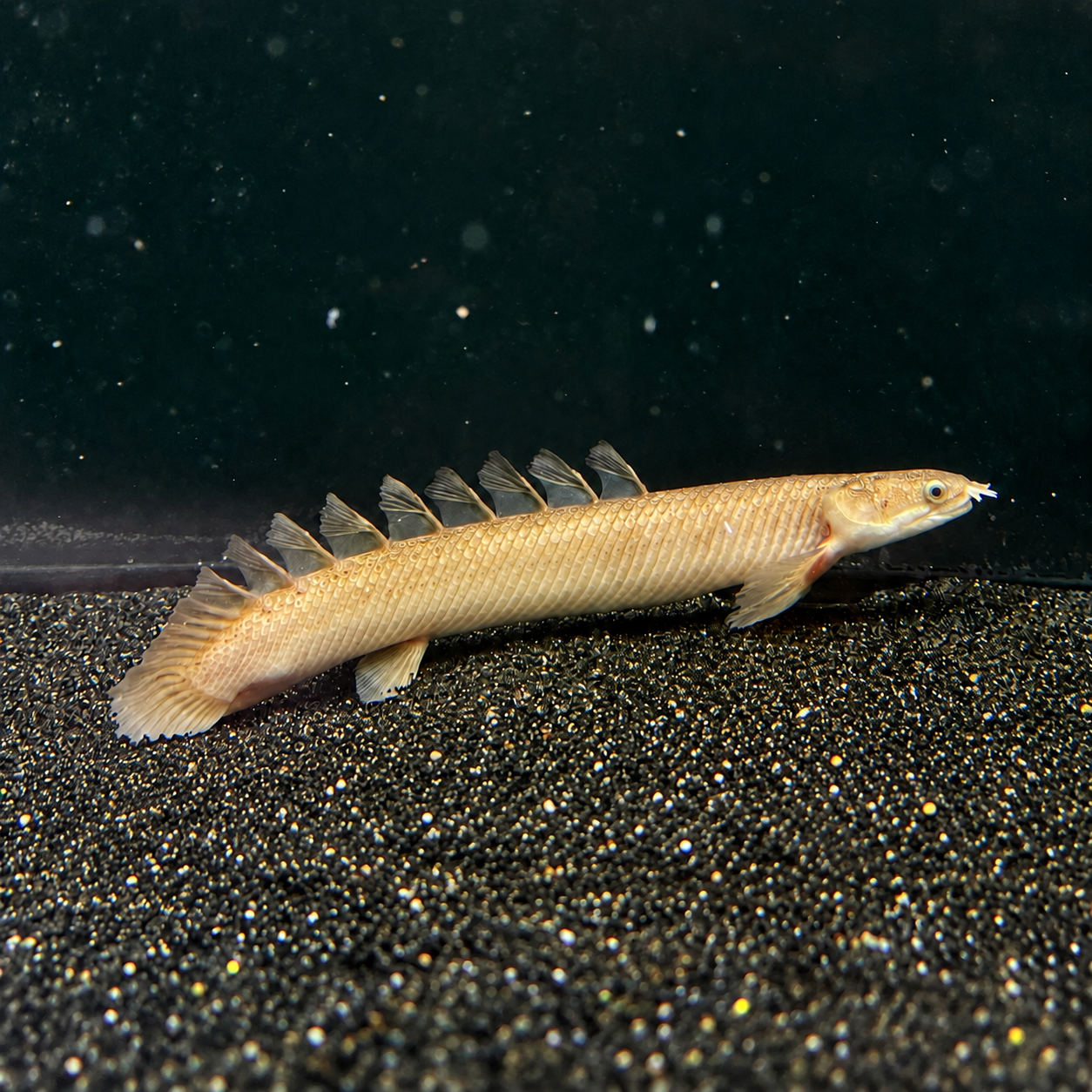 Bichyrek senegalský zlatý 10 cm (Polypterus senegalus zlatý)