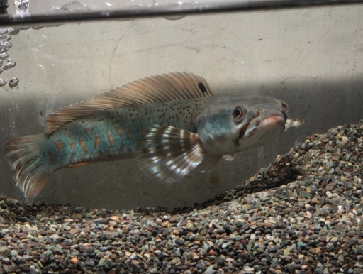  Hadohlavec z Myanmaru 10-12 cm (Channa pulchra)