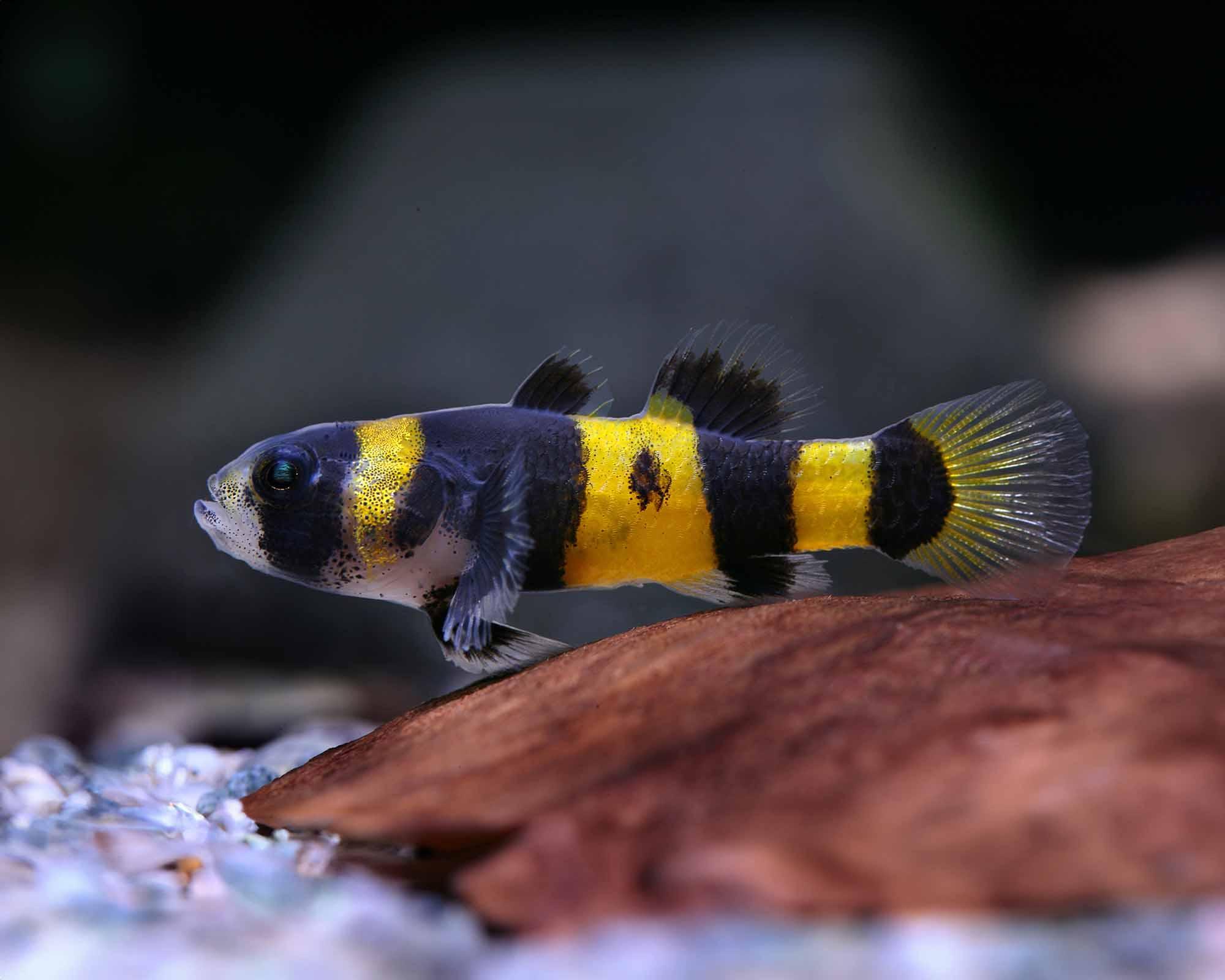 Hlaváček včelí 2cm (Brachygobius sp.)