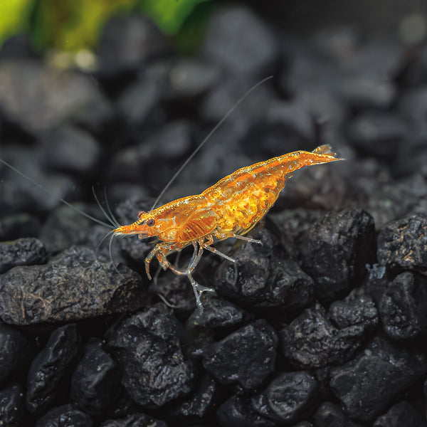 Krevetka Neocaridina orange 1,5cm (Neocaridina davidi var. orange)