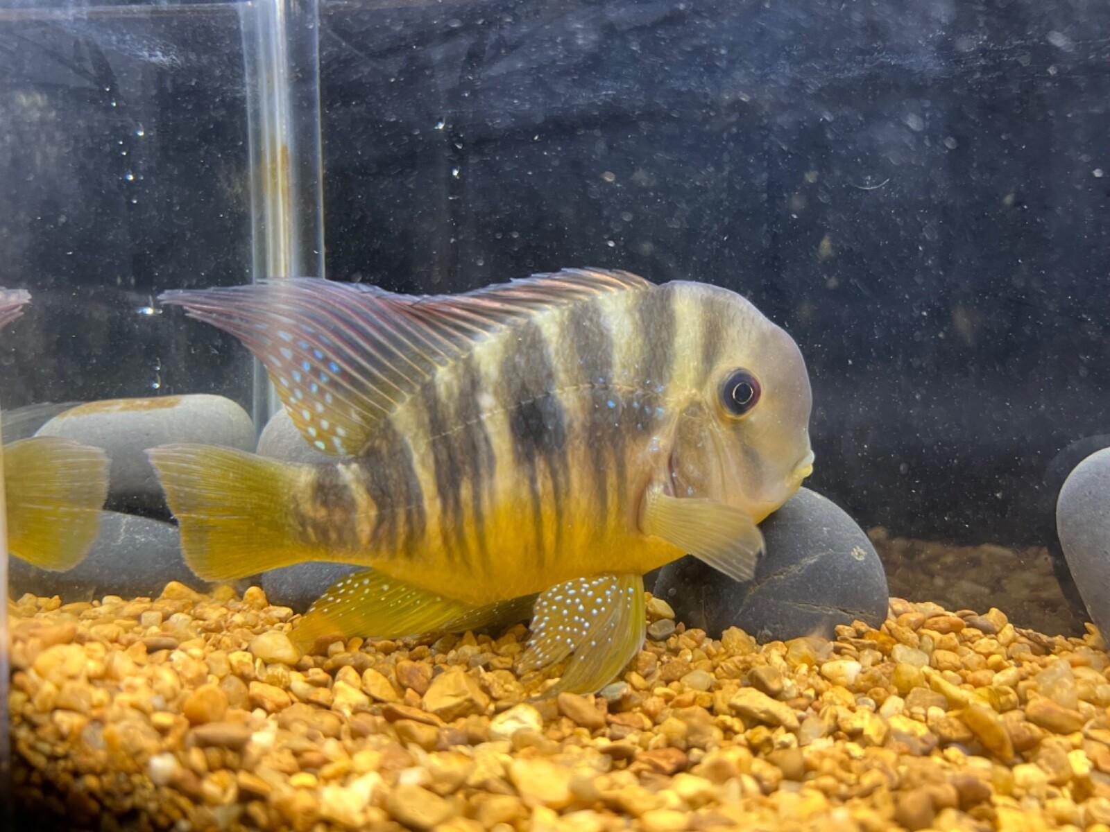 Perlet'ovka  Balzaniho 4-5cm (Gymnogeophagus balzanii)
