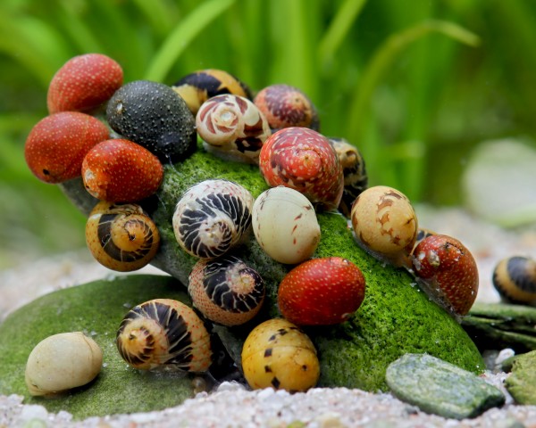 Clithon mix barev (Clithon sowerbianum)
