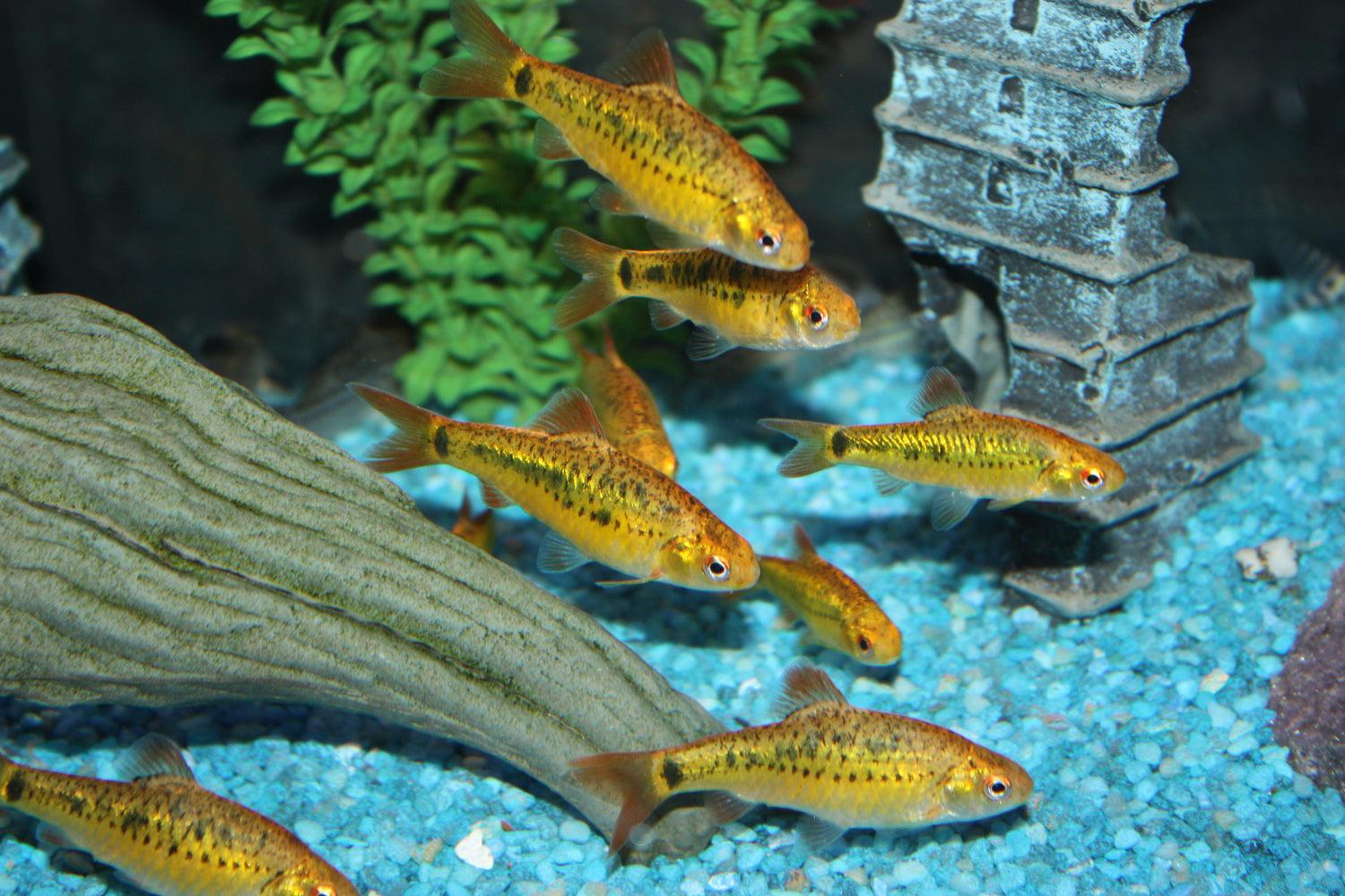 Parmička Schubertova 3cm (Pethia semifasciata var. schuberti)