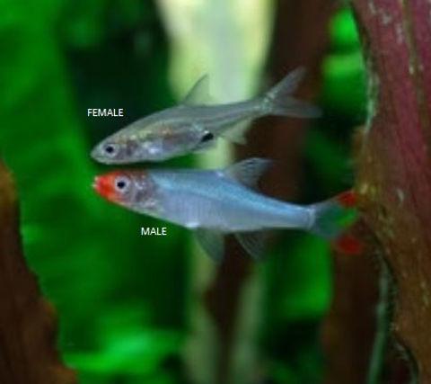 Sawbwa nádherná 2,5cm (Sawbwa resplendens)