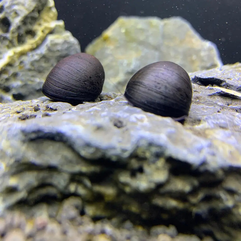 Neritina černá 2cm (Neritina pulligera)
