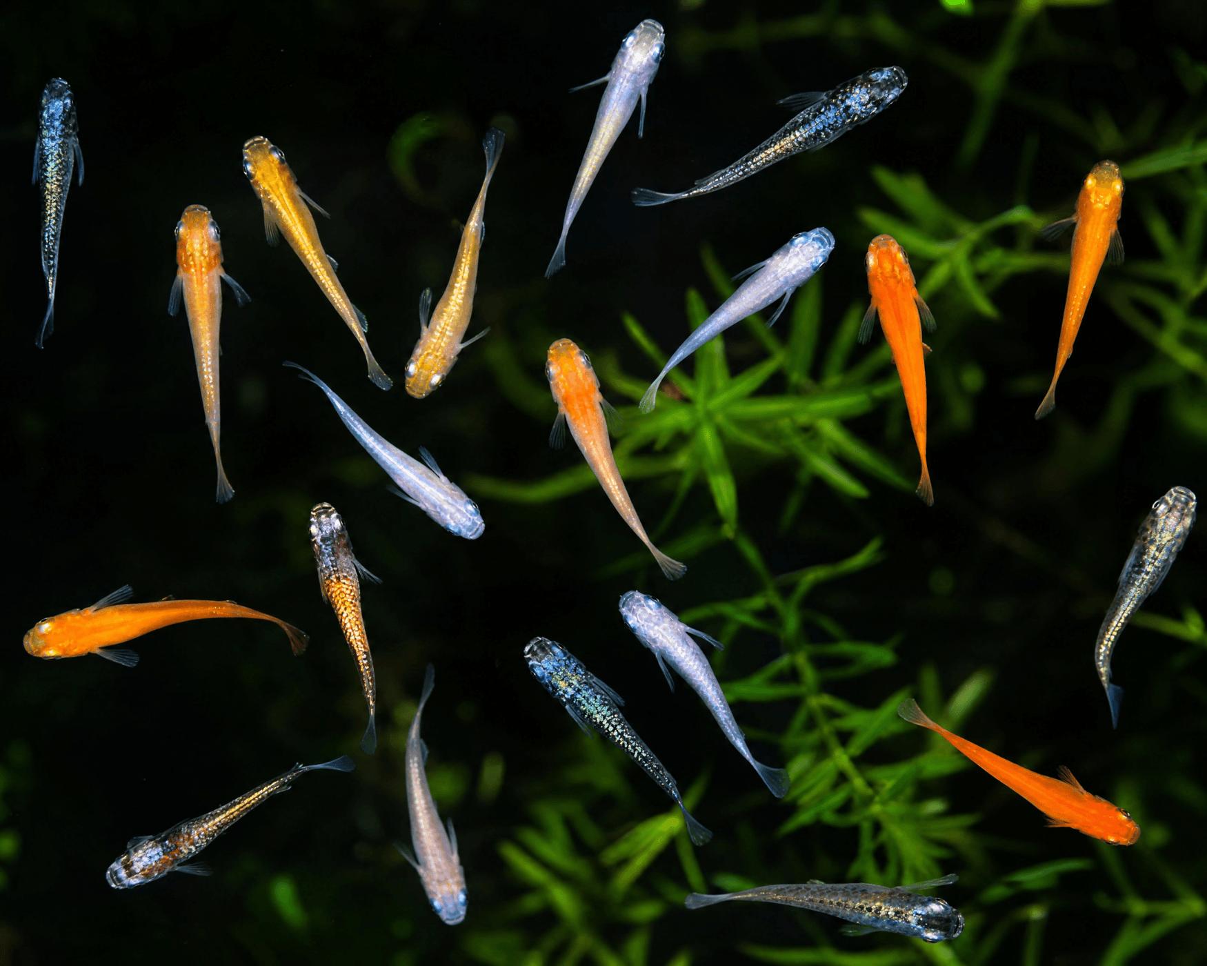 Medaka Japonská mix barev (Oryzias latipes 2,5-3 cm)