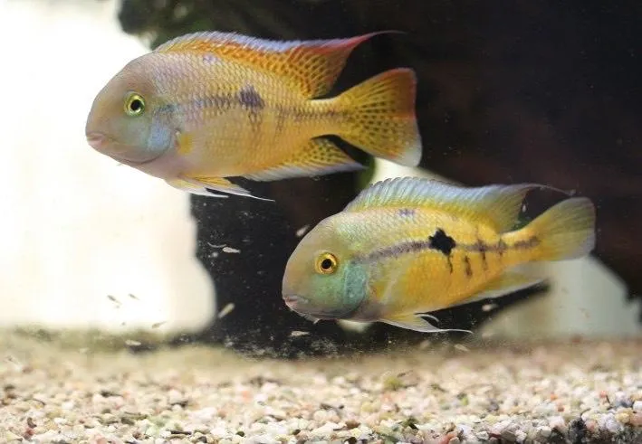 Kančík nikaragujský 4-5cm (Cichlasoma nicaraguense)