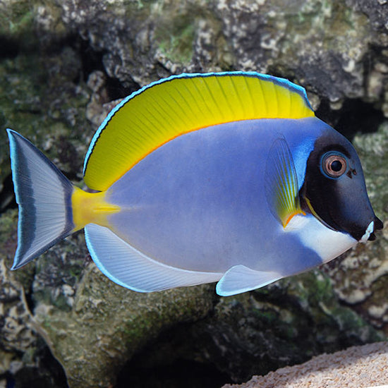 Bodlok běloprsý (Acanthurus leucosternon)