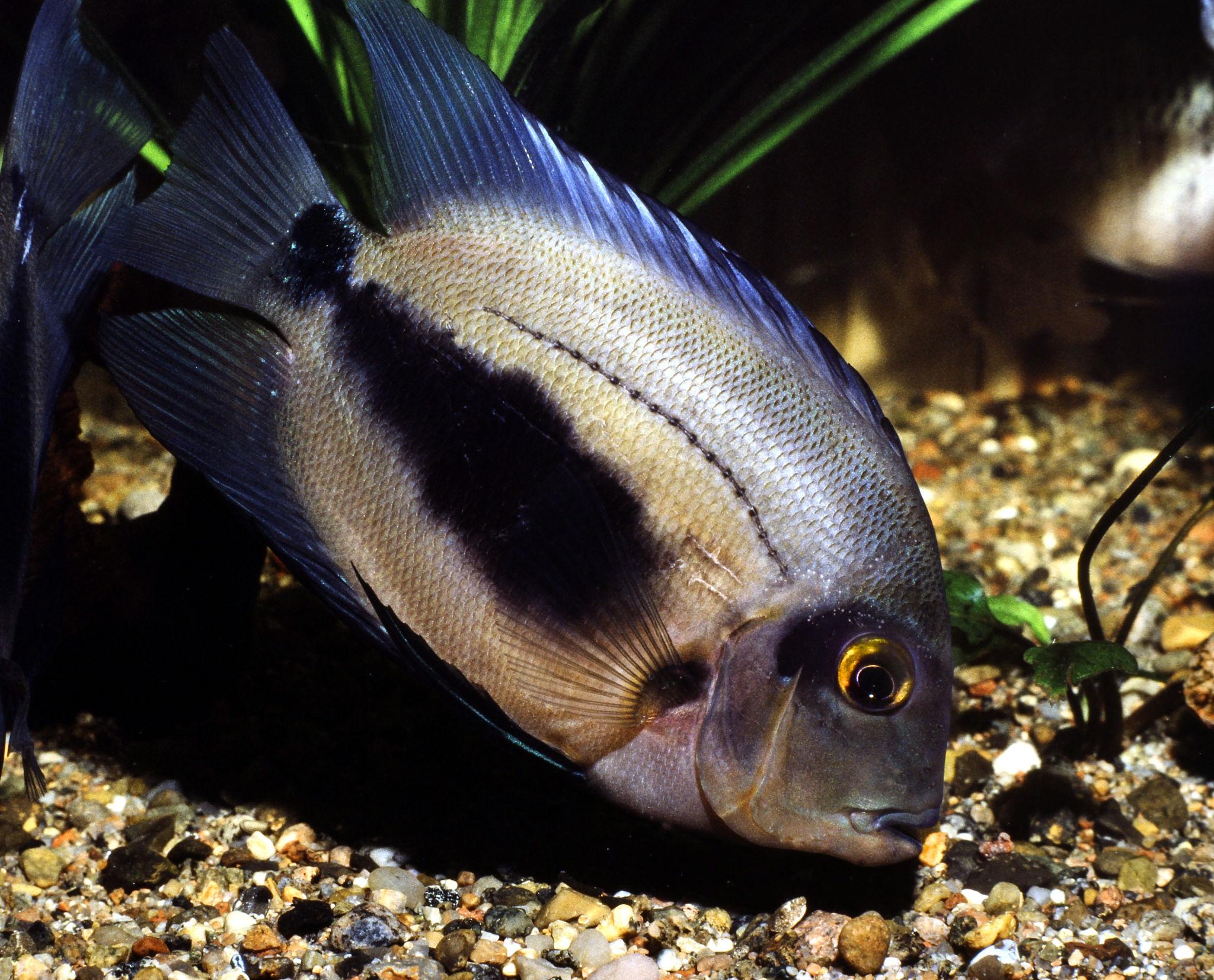 Cichlida klinoskvrnná 6-8 cm (Uaru amphiacanthoides)