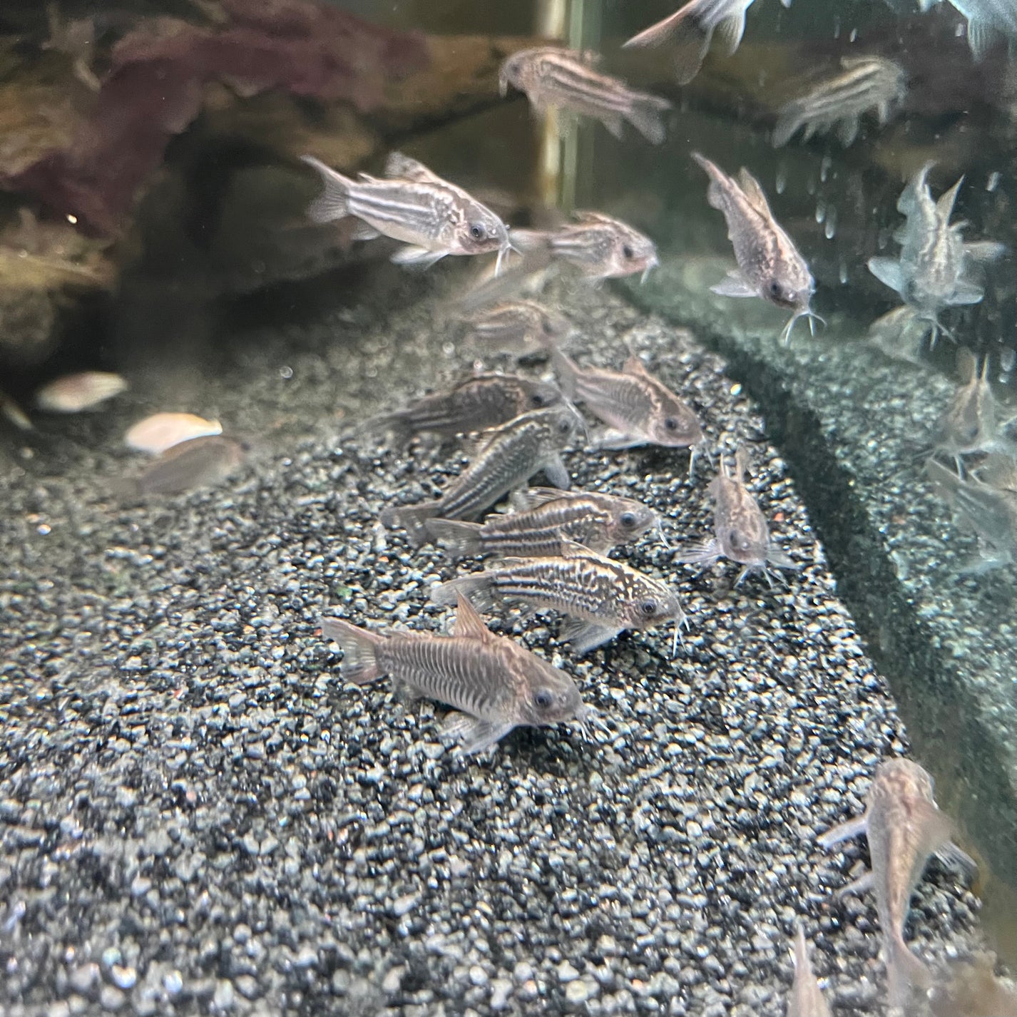 Pancéřníček  drobný 2cm (Corydoras nanus)