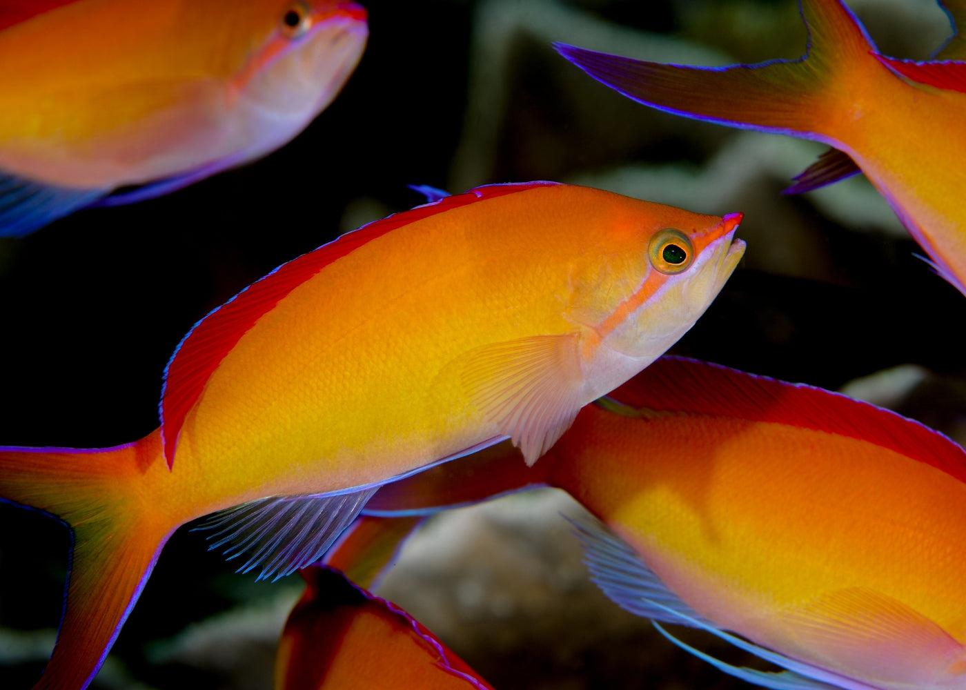 Bradáč (Pseudoanthias dispar)