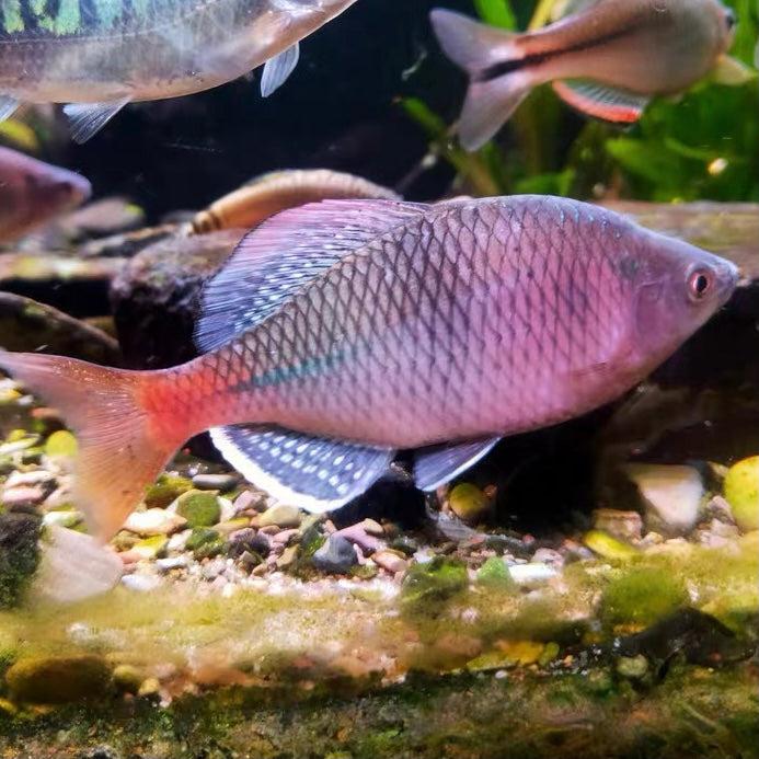Hořavka  (.Acheilognathus tonkinensis )