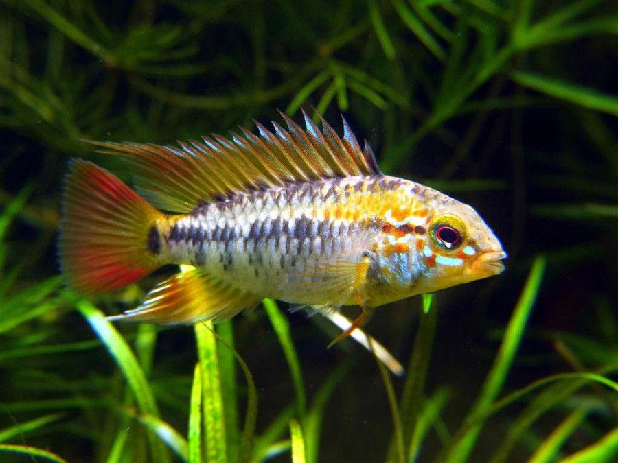 Cichlidka Pestrá 4cm (Apistogramma viejita)