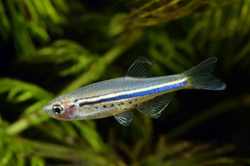Danio sp. 2-2,5cm (Danio nigrofasciatus)