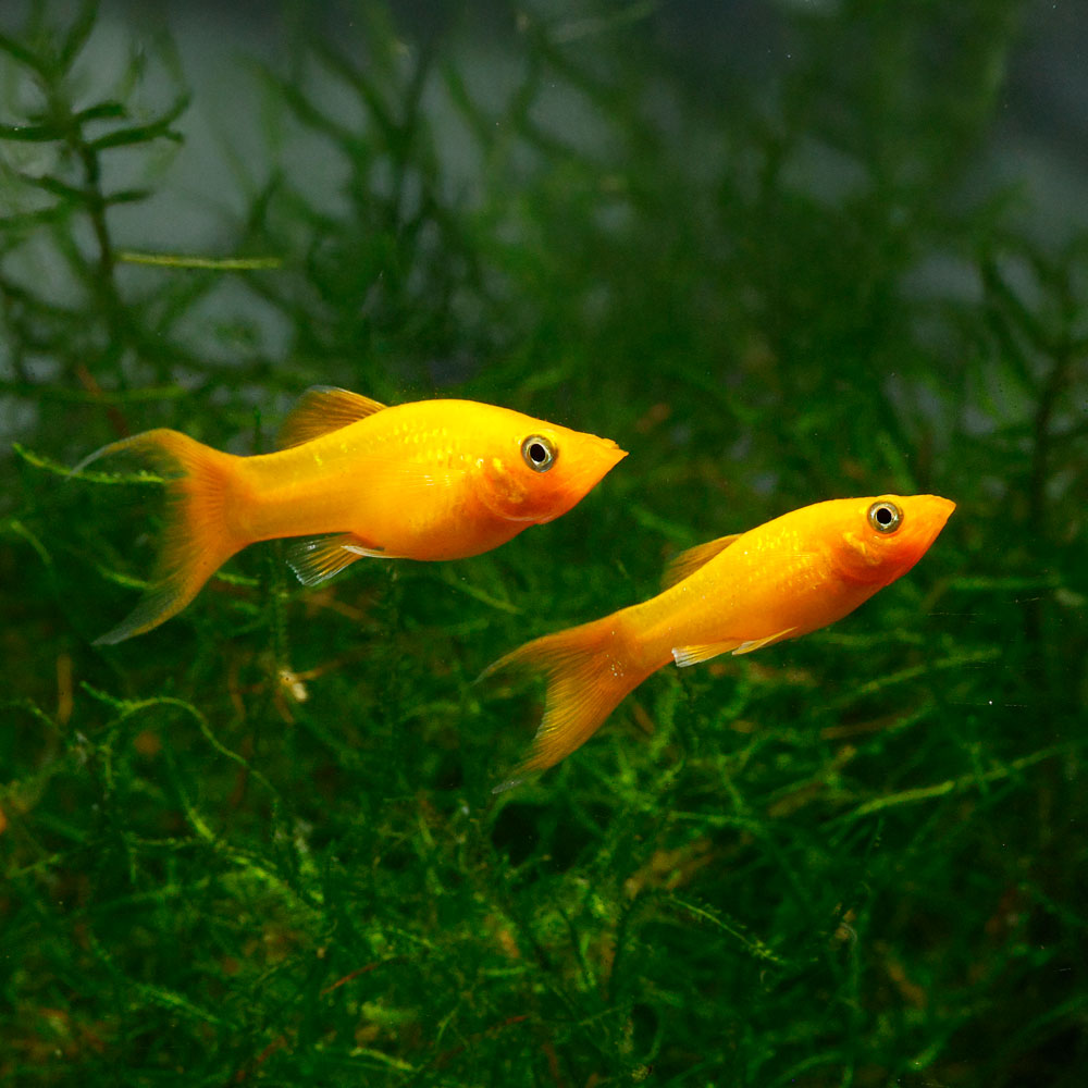Gold Molly lyra 5-6 cm XL (Poecilia sphenops Gold Molly lyra Xl)